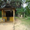 Meesiollai