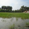 Moochchampalam