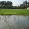 Moochchampalam