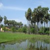 Moochchampalam
