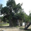 Moochchampalam