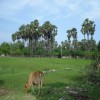 Moochchampalam