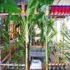 Sinnaththai