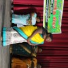 Day 2 Centenary Celebration 25th June 2016